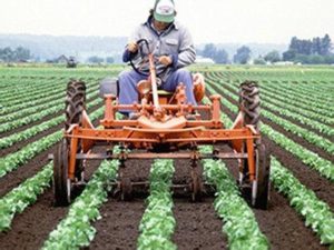 Agribusiness in China