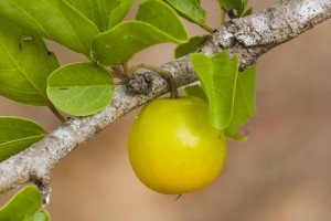 Australia fruit in China