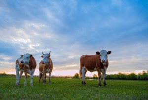 China's beef market