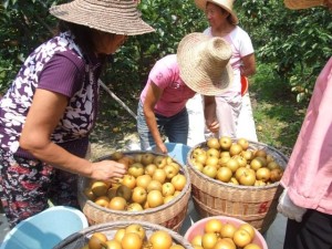 Horticulture Industry in China