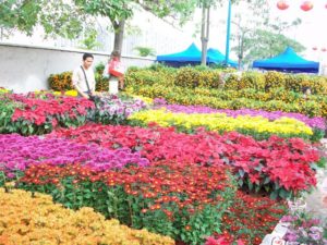 The Flower industry in China