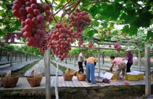 Wine Tourism in China