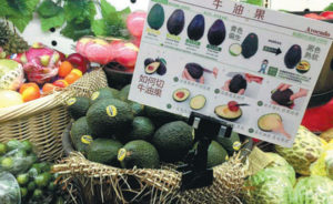 avocado in China