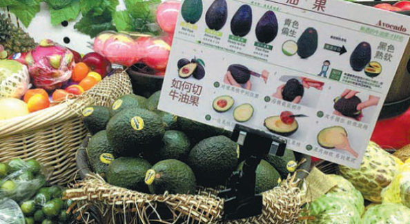 avocado in China