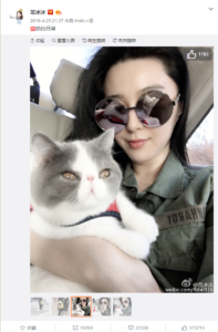 chinese pet market celebrities