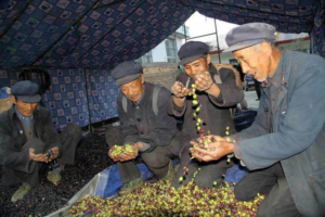olive harvest in China