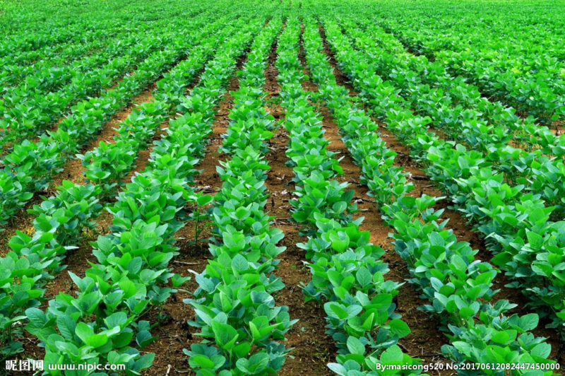 soy market in china