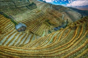 Agriculture in China