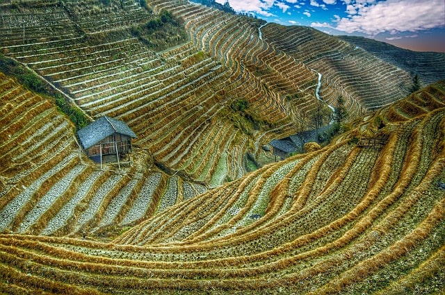 Agriculture in China