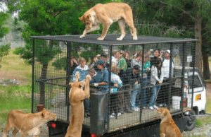 Chinese animal parks