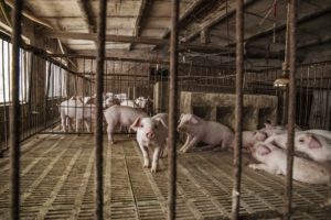 Pork industry in China