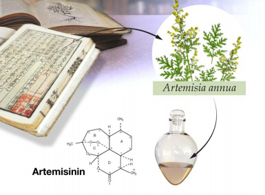 Inspired by TCM, Tu Youyou managed to identify and extract the powerful antimalarial compound artemisinin
