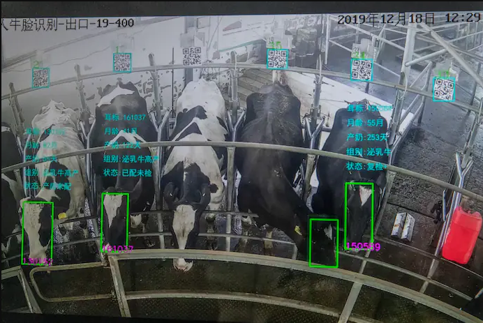 Livestock facial recognition has developed in China to improve traceability and efficiency Foodtech in China