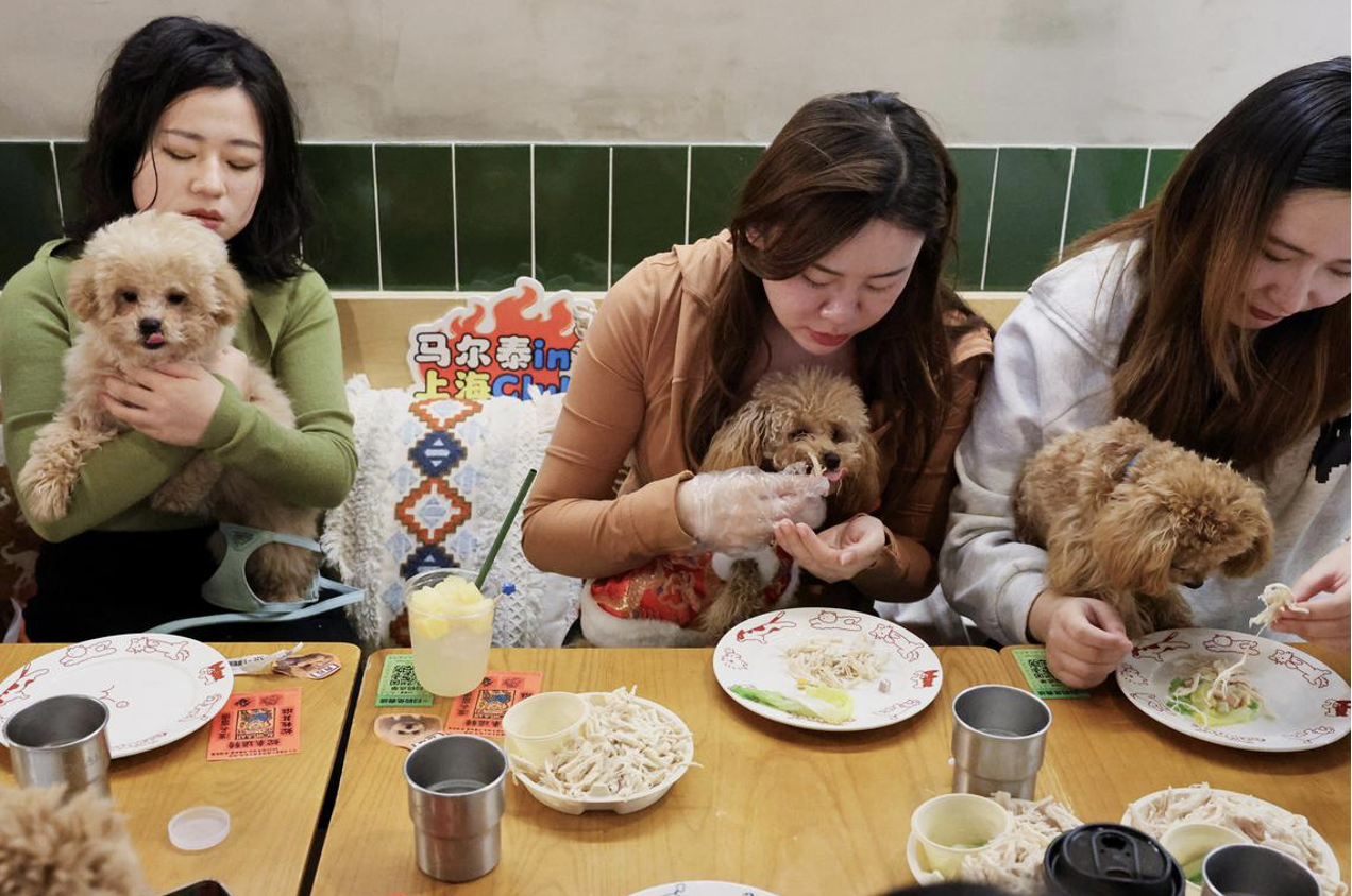 China's pet food market