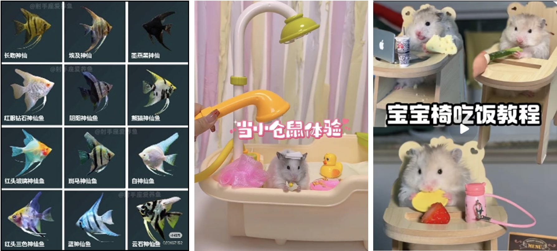 pet economy in China