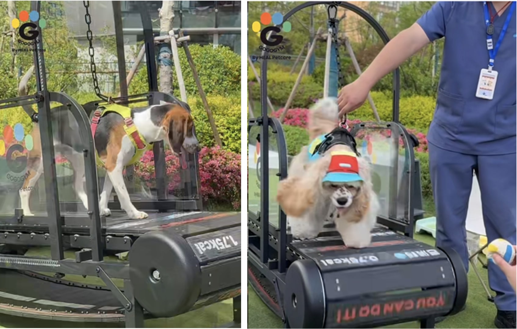 pet economy in China