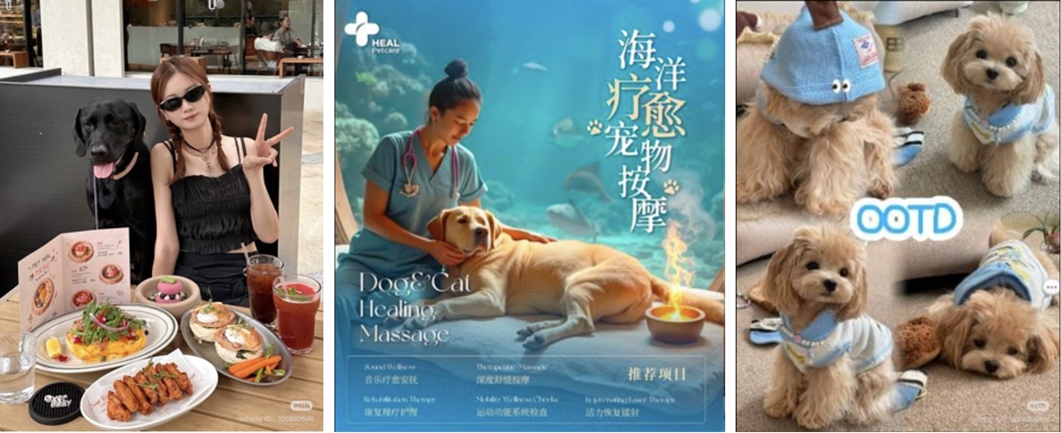 pet economy in China