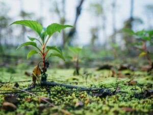 China's reforestation efforts cover