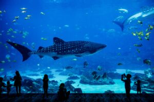 zoo and aquarium industry in China