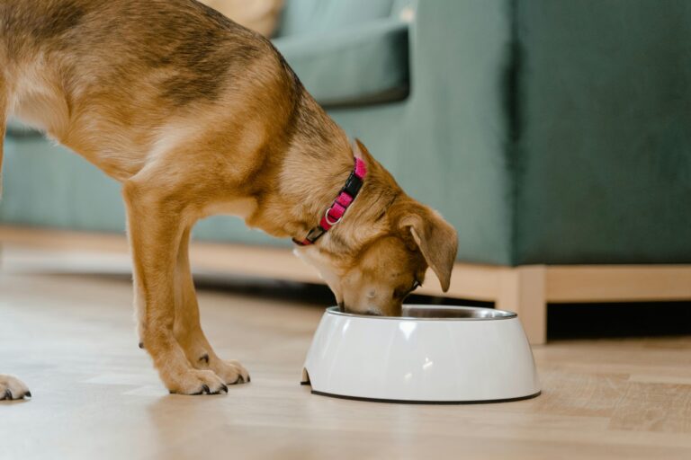 China's pet food market